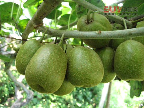 戶外課堂:驢友們一定要認識的六種救命稻草