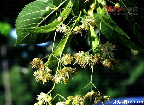 戶外課堂:驢友們一定要認識的六種救命稻草