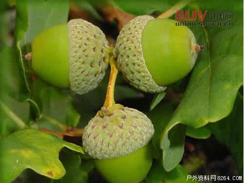 戶外課堂:驢友們一定要認識的六種救命稻草