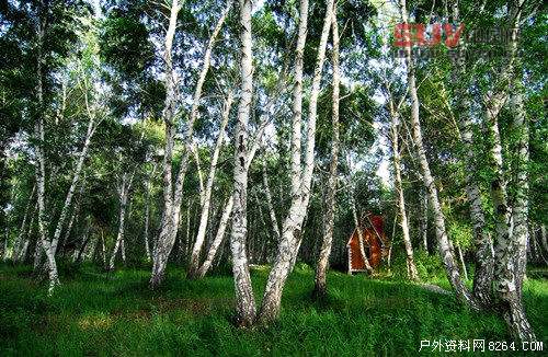 戶外課堂:驢友們一定要認識的六種救命稻草