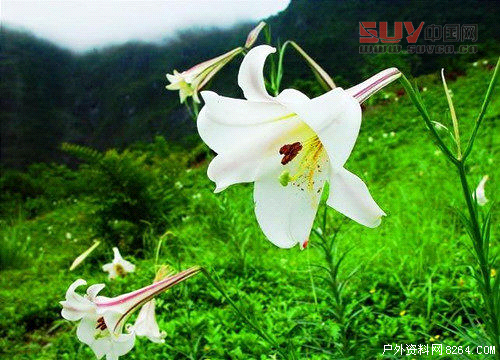 戶外課堂:驢友們一定要認識的六種救命稻草