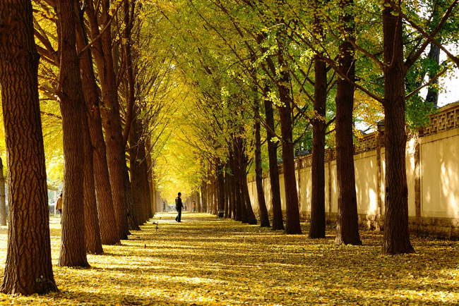 北京釣魚臺銀杏大道 盡賞金秋落英繽紛