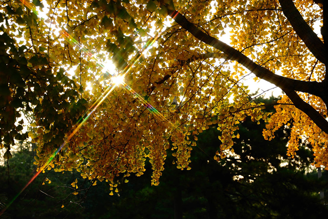 北京釣魚臺銀杏大道 盡賞金秋落英繽紛