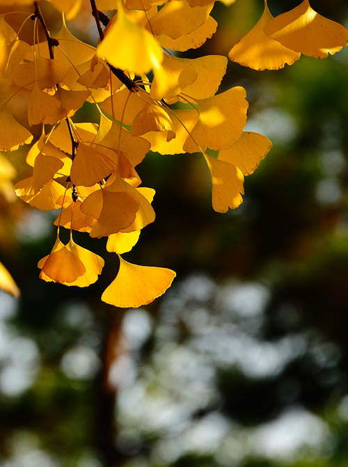 北京釣魚臺銀杏大道 盡賞金秋落英繽紛