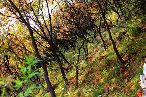 更比香山美 坡峰嶺漫山紅遍醉游人