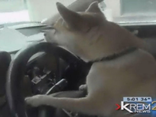 淘氣小狗趁主人不在開(kāi)走汽車 釀成車禍