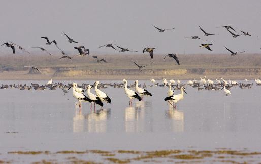 江西鄱陽湖保護(hù)區(qū) 許志偉 攝