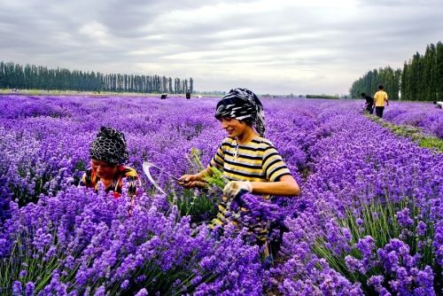 華夏大地5處令人心醉的美：廣西龍脊、新疆伊犁